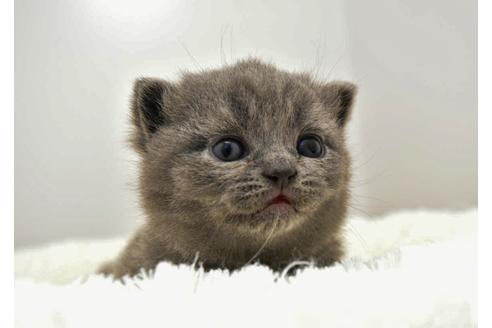 成約済の千葉県のブリティッシュショートヘア-9160の3枚目